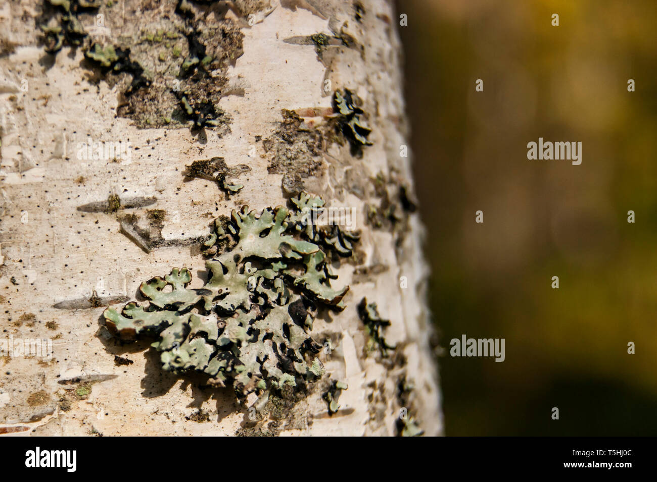 Tree bark. Macro shooting. Live color without processing Stock Photo