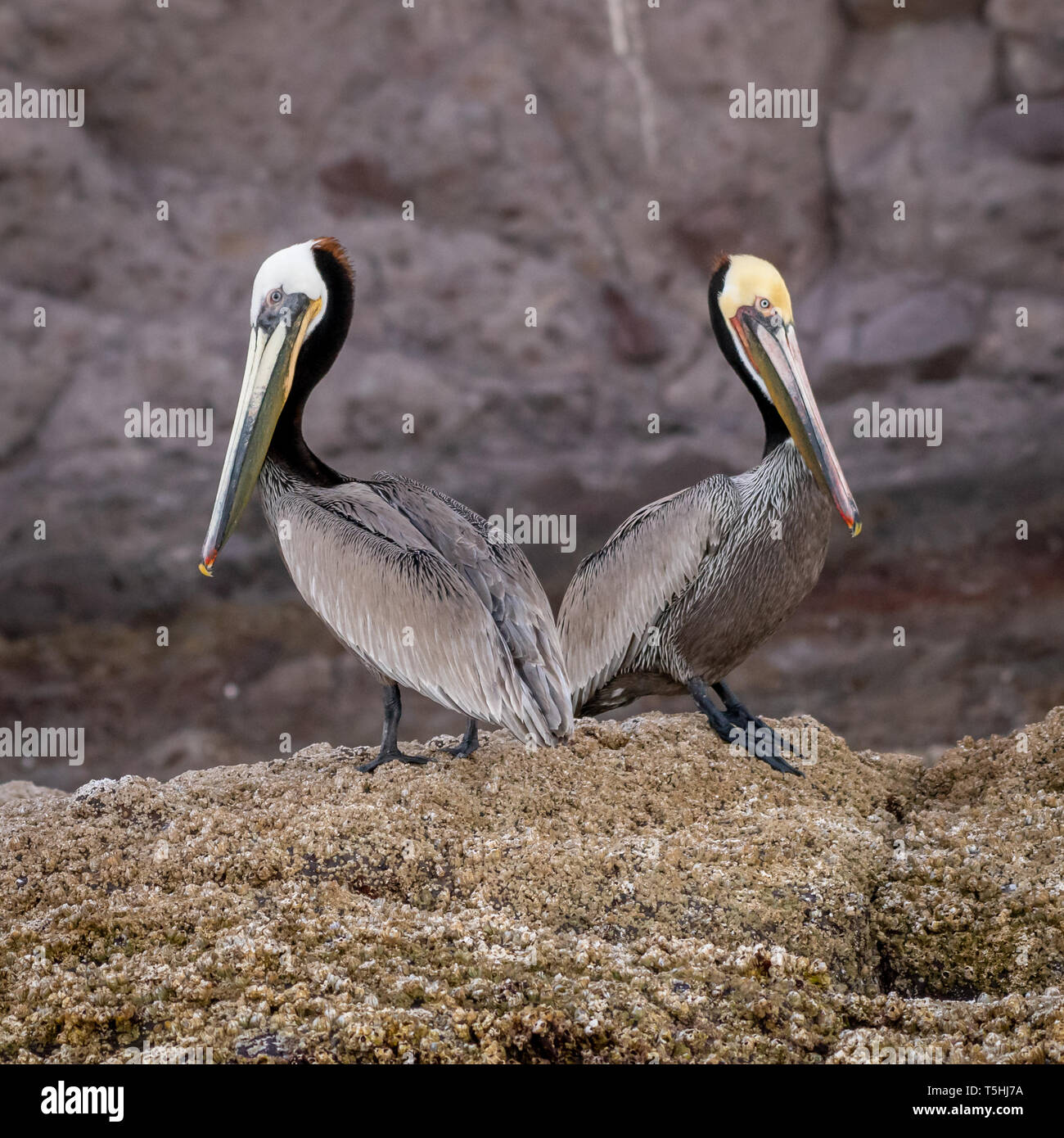 Two Brown Pelicans (Pelecanus occidentalis) in breeding plumage standing in front of a rocky cliff on the coast of Baja California, Mexico. Stock Photo