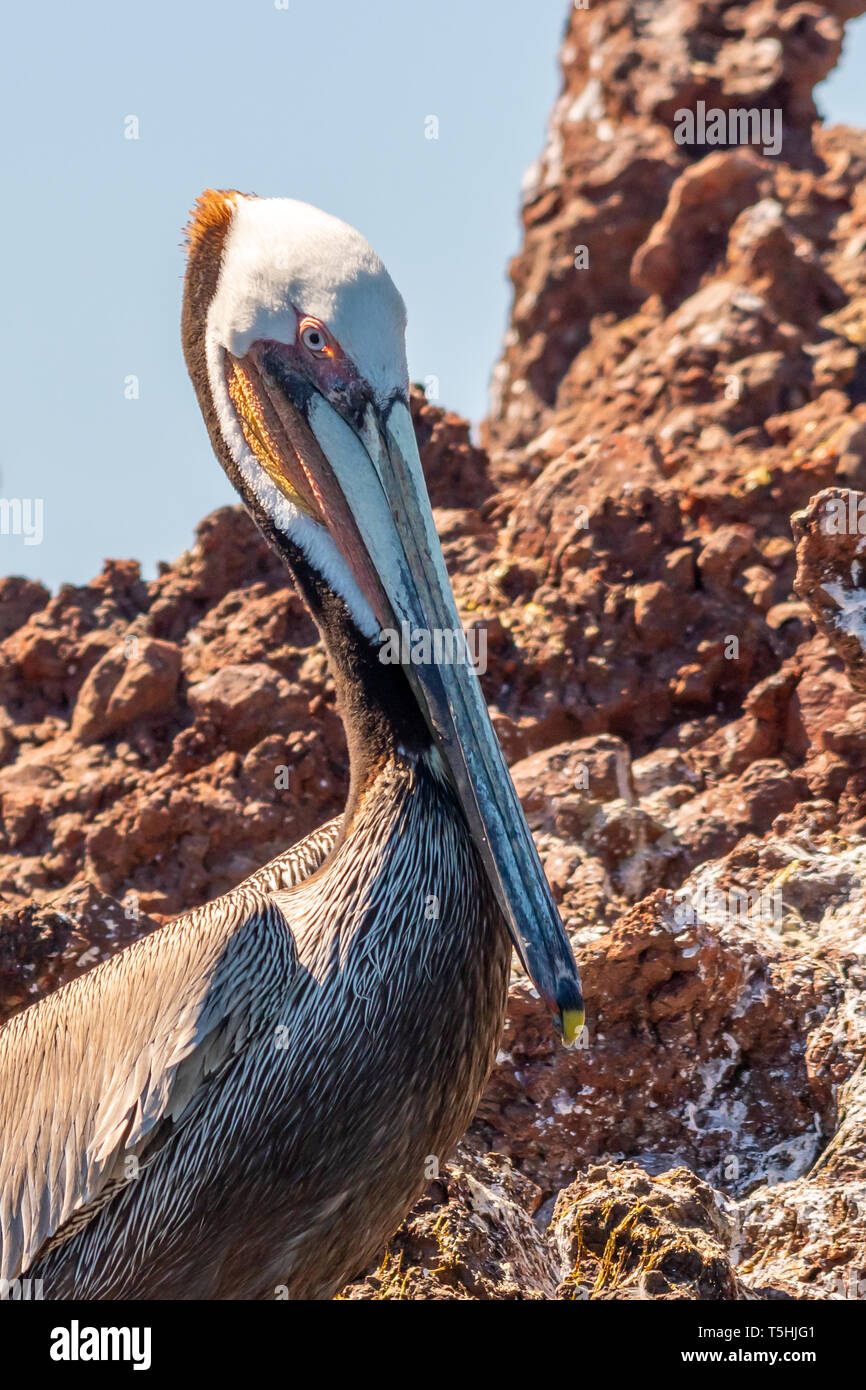 Brown Pelican (Pelecanus occidentalis) on the shore in Baja California, Mexico. Stock Photo