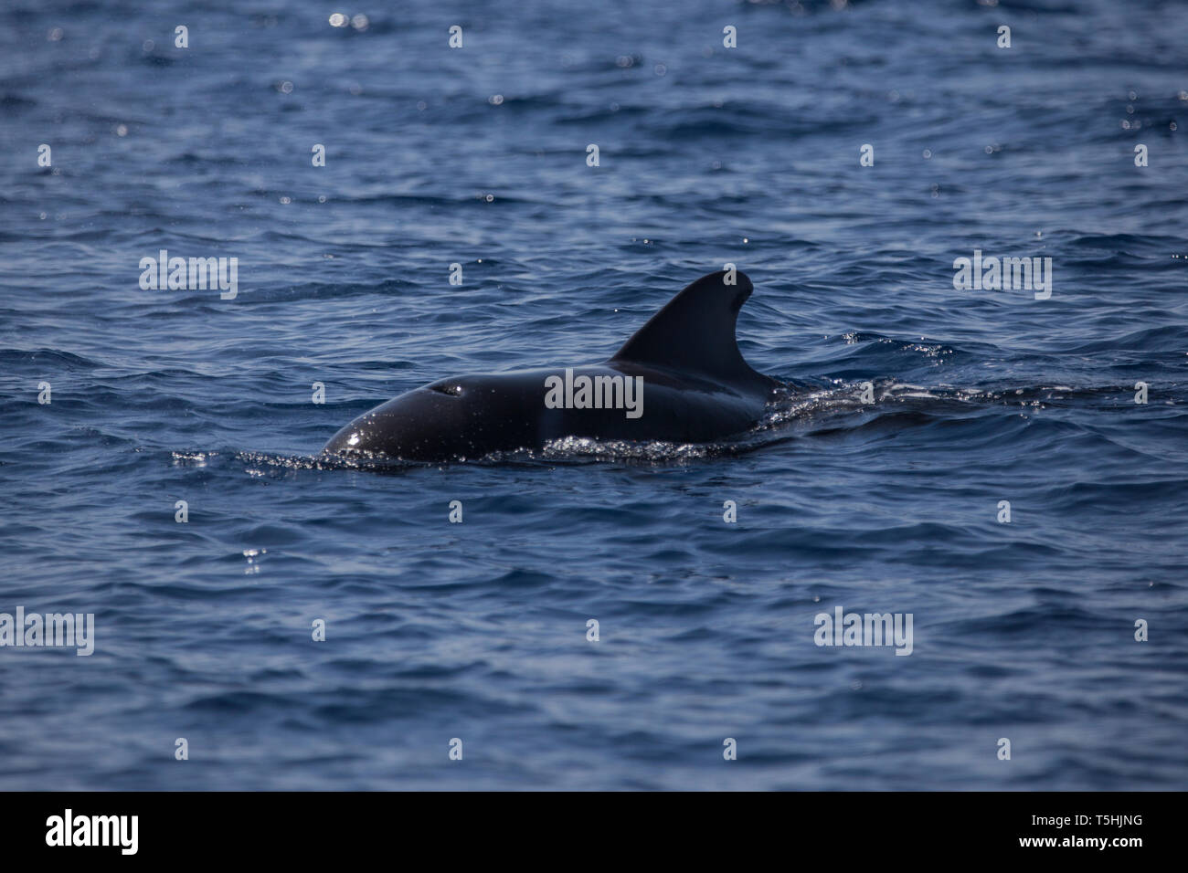 Balaenoptera edeni balaenoptera hires stock photography and images Alamy
