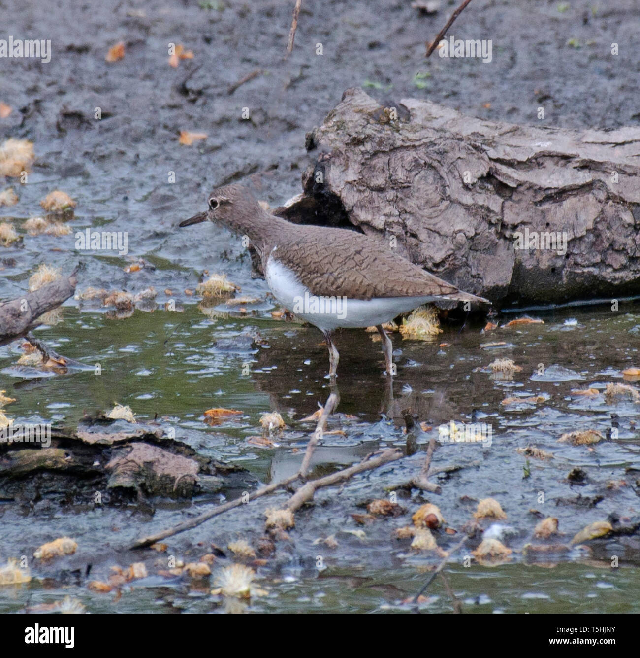 Common Sandpiper, At, Carr, Mill, Dam, St Helens Stock Photo