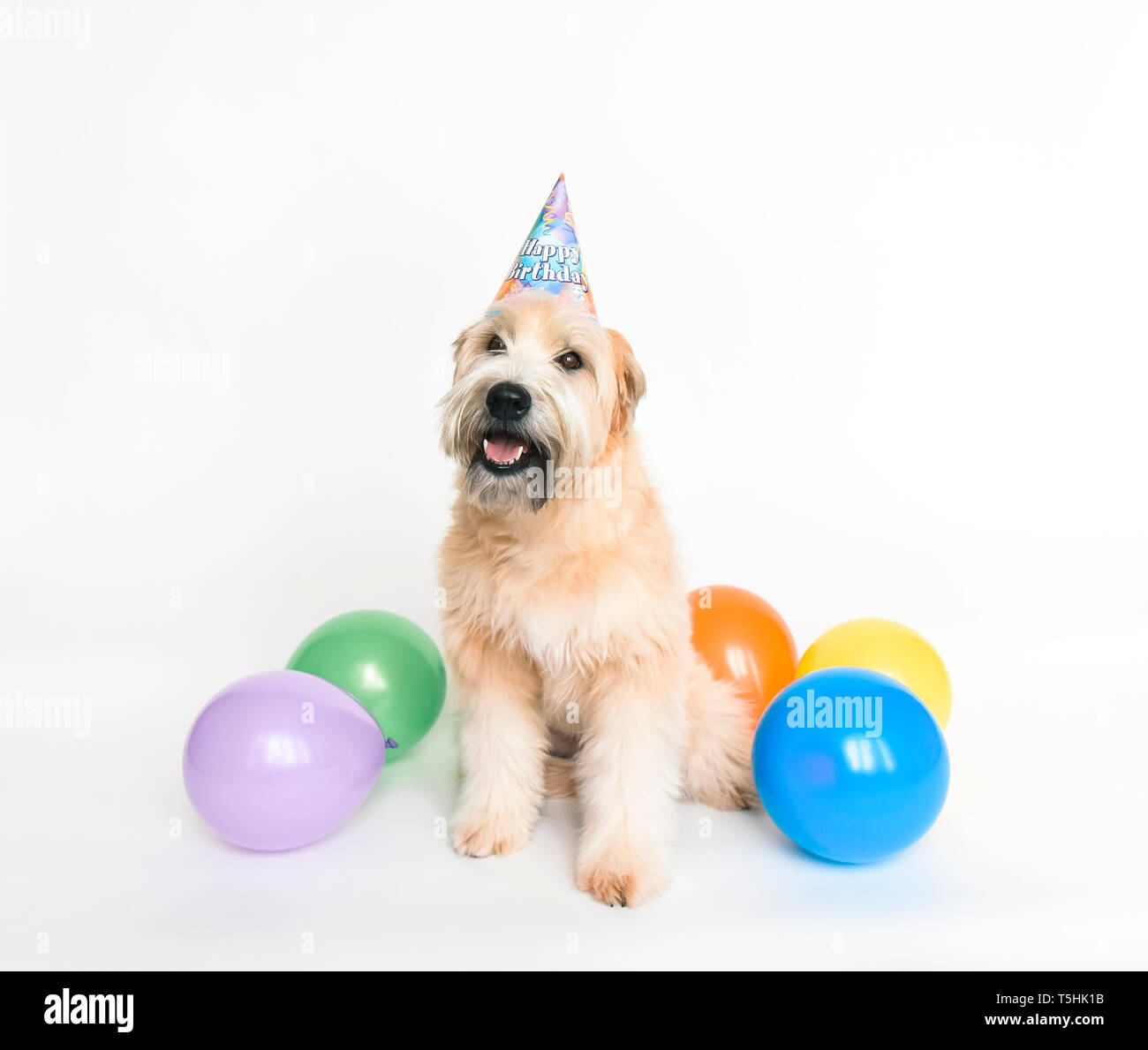 Fluffy dog wearing birthday hat with balloons on white background Stock