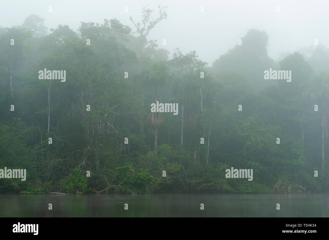 Mist in Yasuni national park. Amazon river basin comprise the countries of Brazil, Bolivia, Colombia, Ecuador, Guyana, Suriname, Peru and Venezuela. Stock Photo