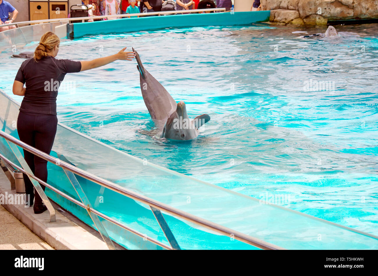 Dolphin trainer hires stock photography and images Alamy