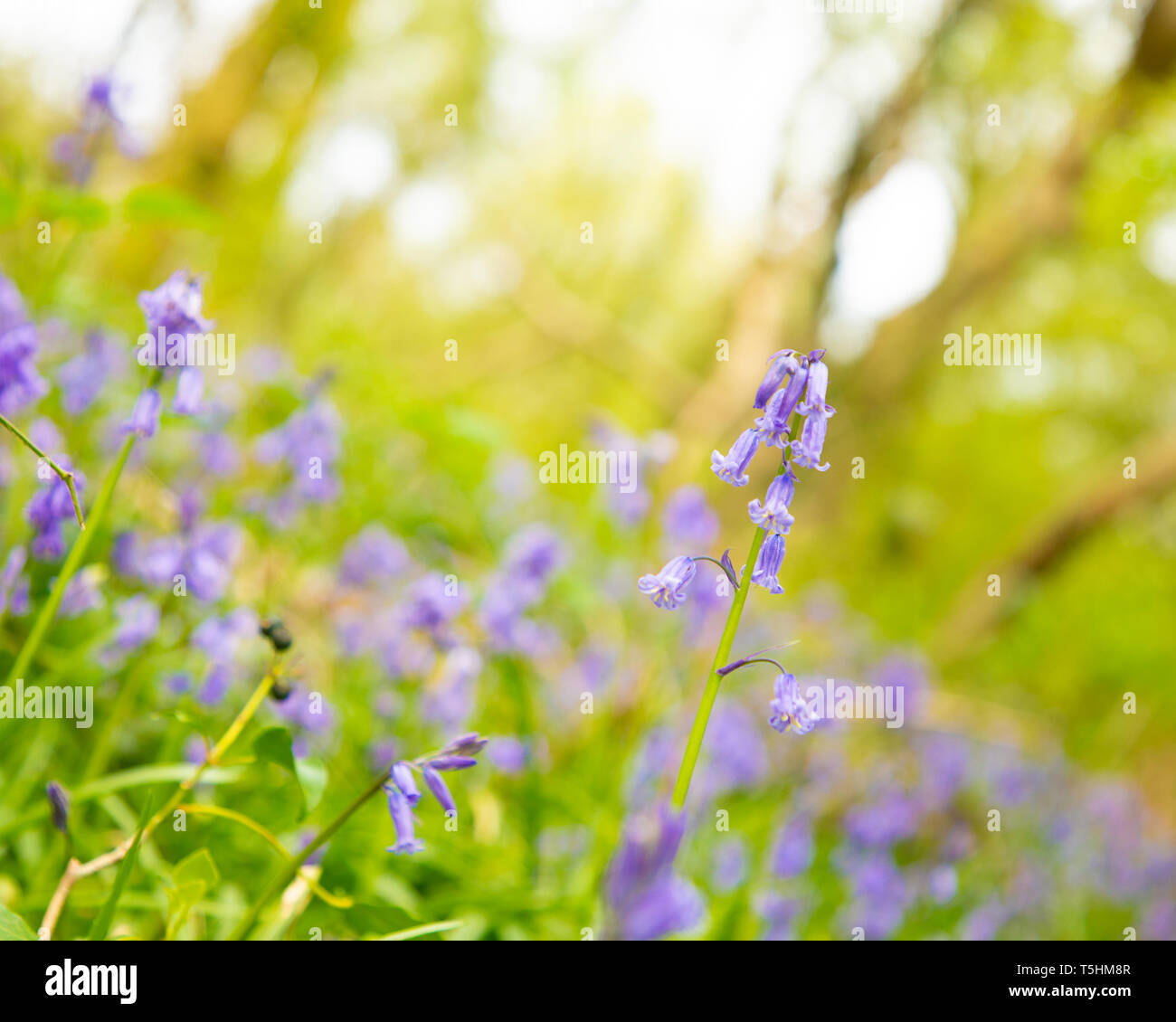 Bluebells in Spring Stock Photo