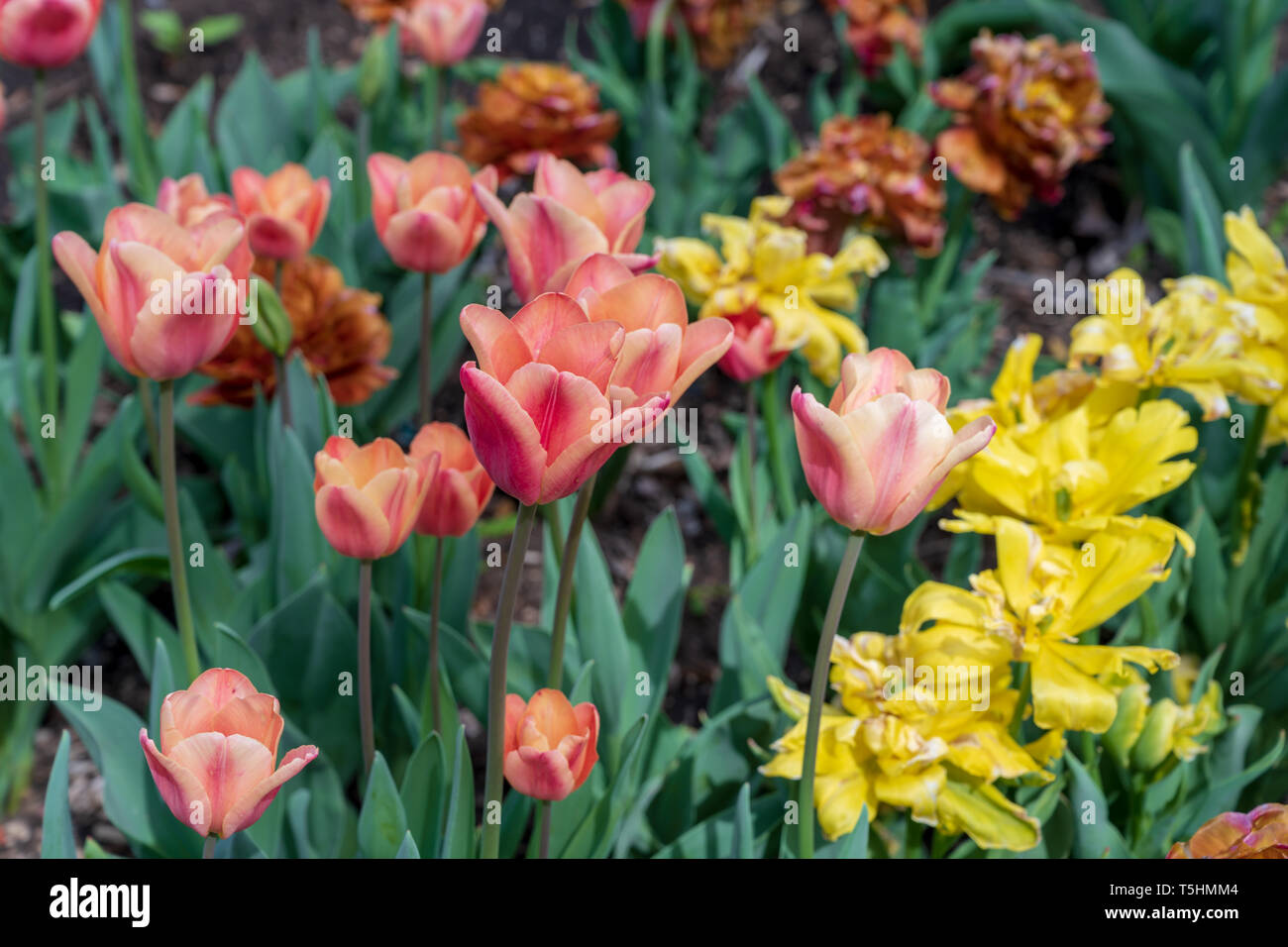 Photo of Tulips Sprengeri among green stems and hibiscus flowers in a garden Stock Photo