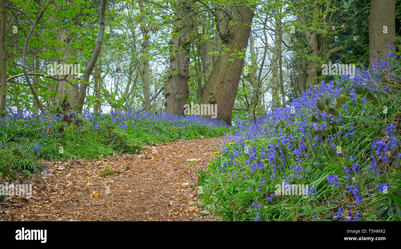 UK landscape of Worcestershire woodland capturing blue carpet of the springtime flowers: English common bluebells (Hyacinthoides non-scripta). Stock Photo