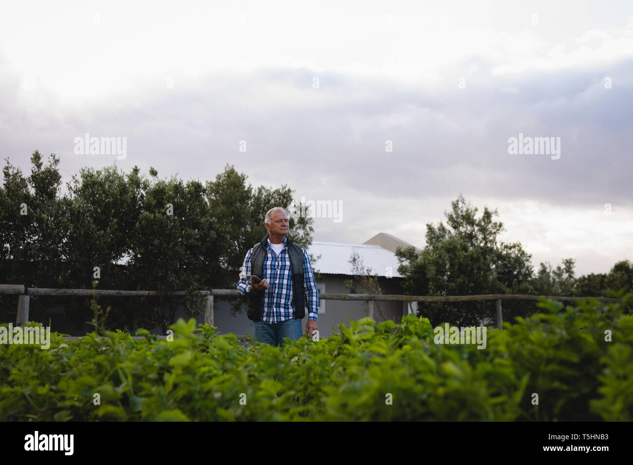 Farmer standing in radish field Stock Photo