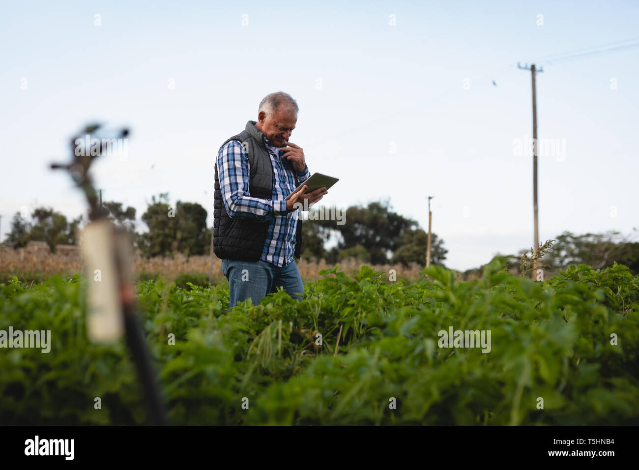Farmer using digital tablet while standing in radish field Stock Photo