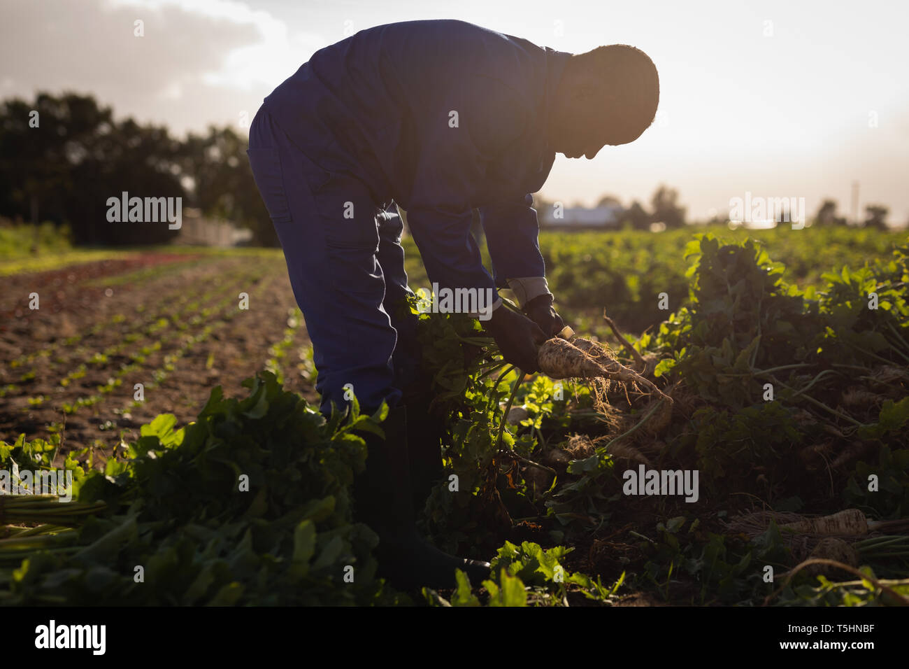 Male farmer holding harvested radish on a sunny day Stock Photo