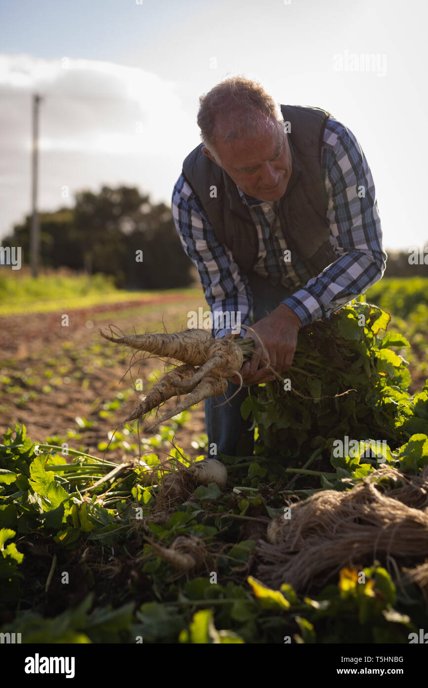 Senior male farmer holding harvested radish on a sunny day Stock Photo