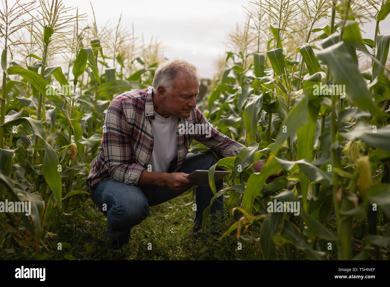 Senior male farmer looking at plant in farm while holding digital tablet Stock Photo