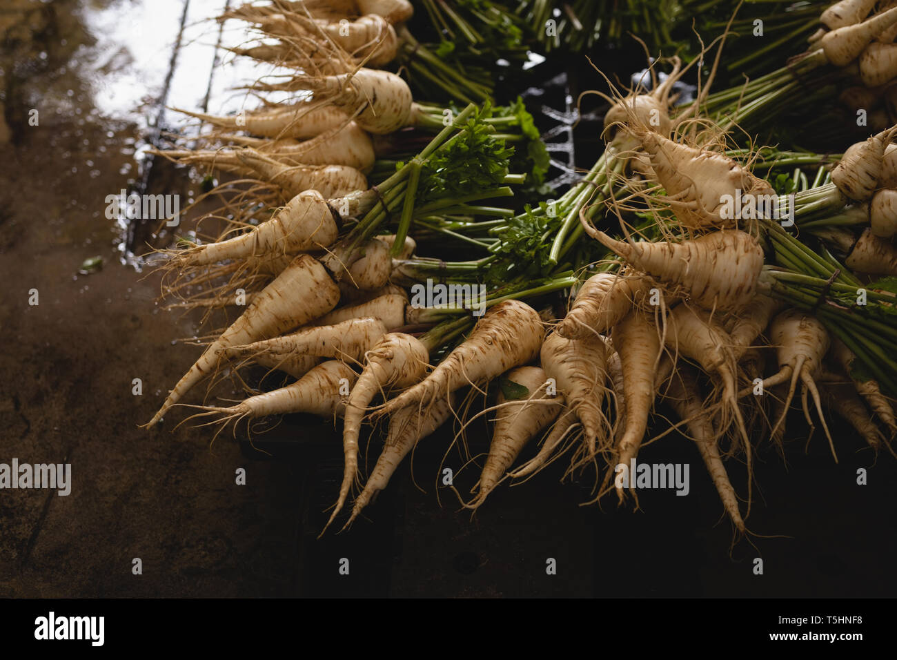 Bunch of radish in farm Stock Photo