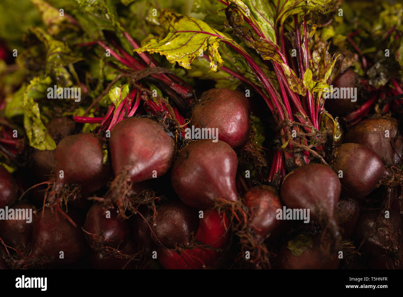 Bunch of beetroot Stock Photo
