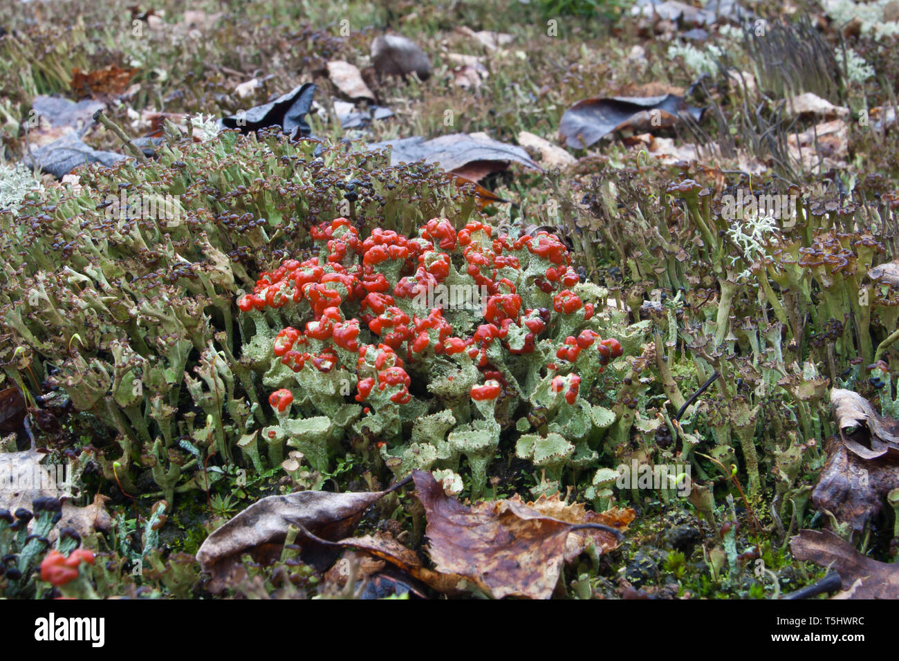 apothecium of lichen Cladonia with red pycnidia, growing on the forest floor Stock Photo