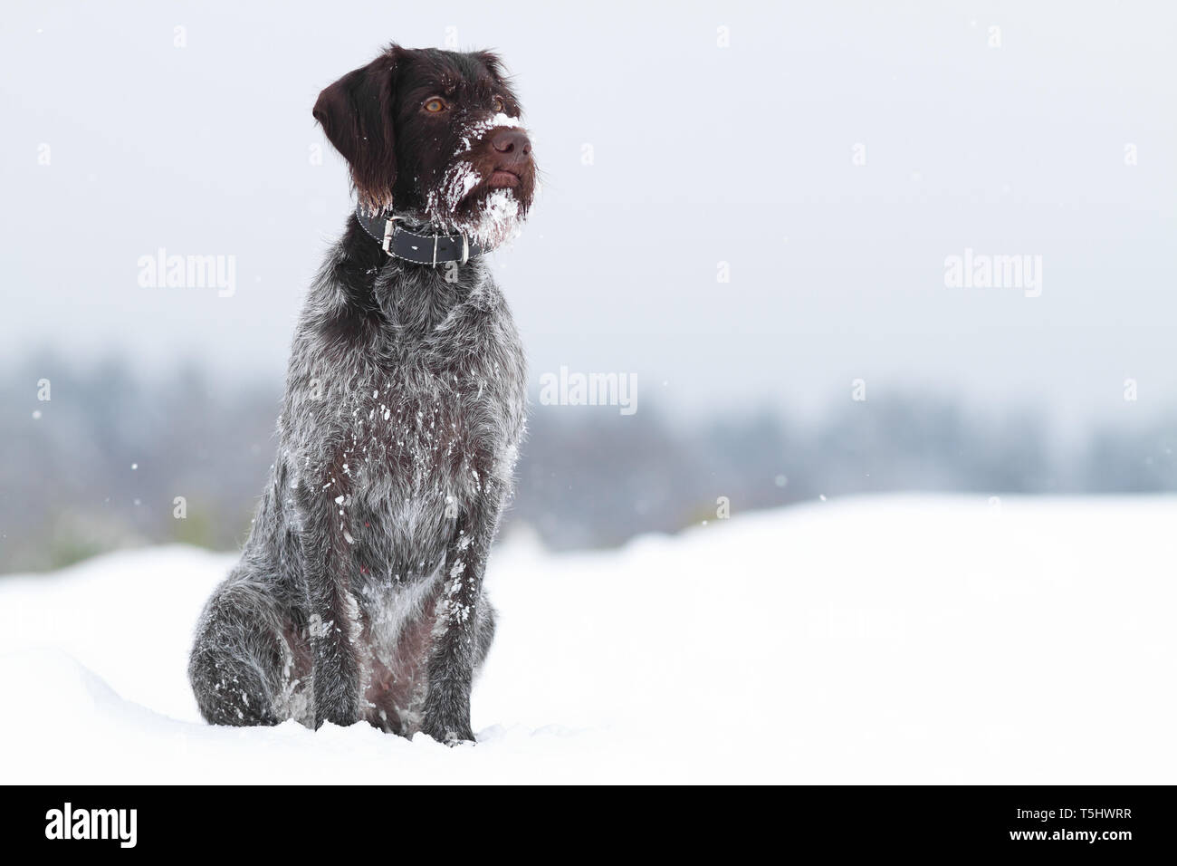 dog sitting in the snow on winter blurred background Stock Photo