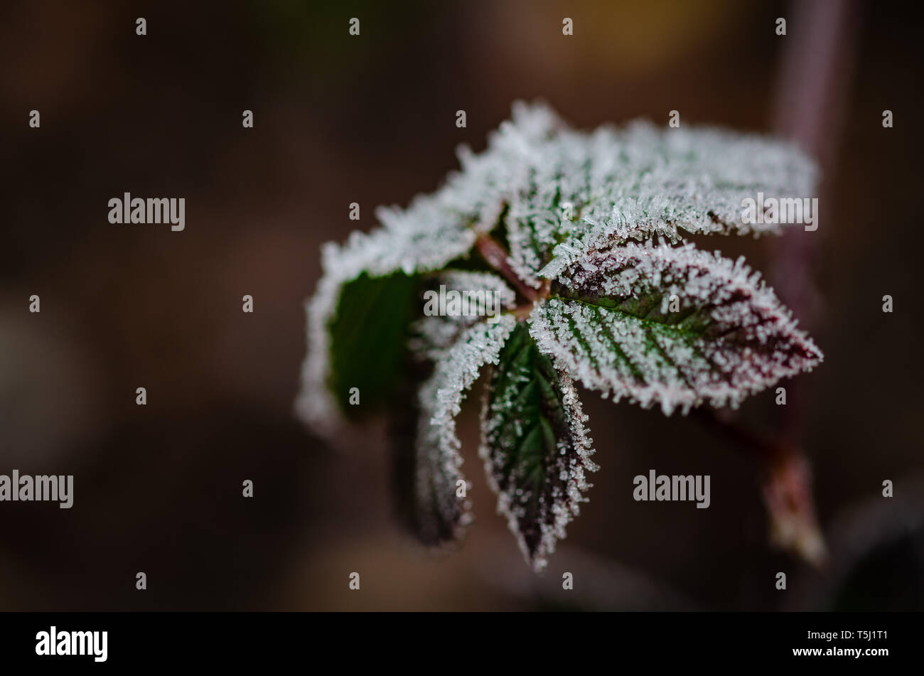 Ice plants garden hires stock photography and images Alamy