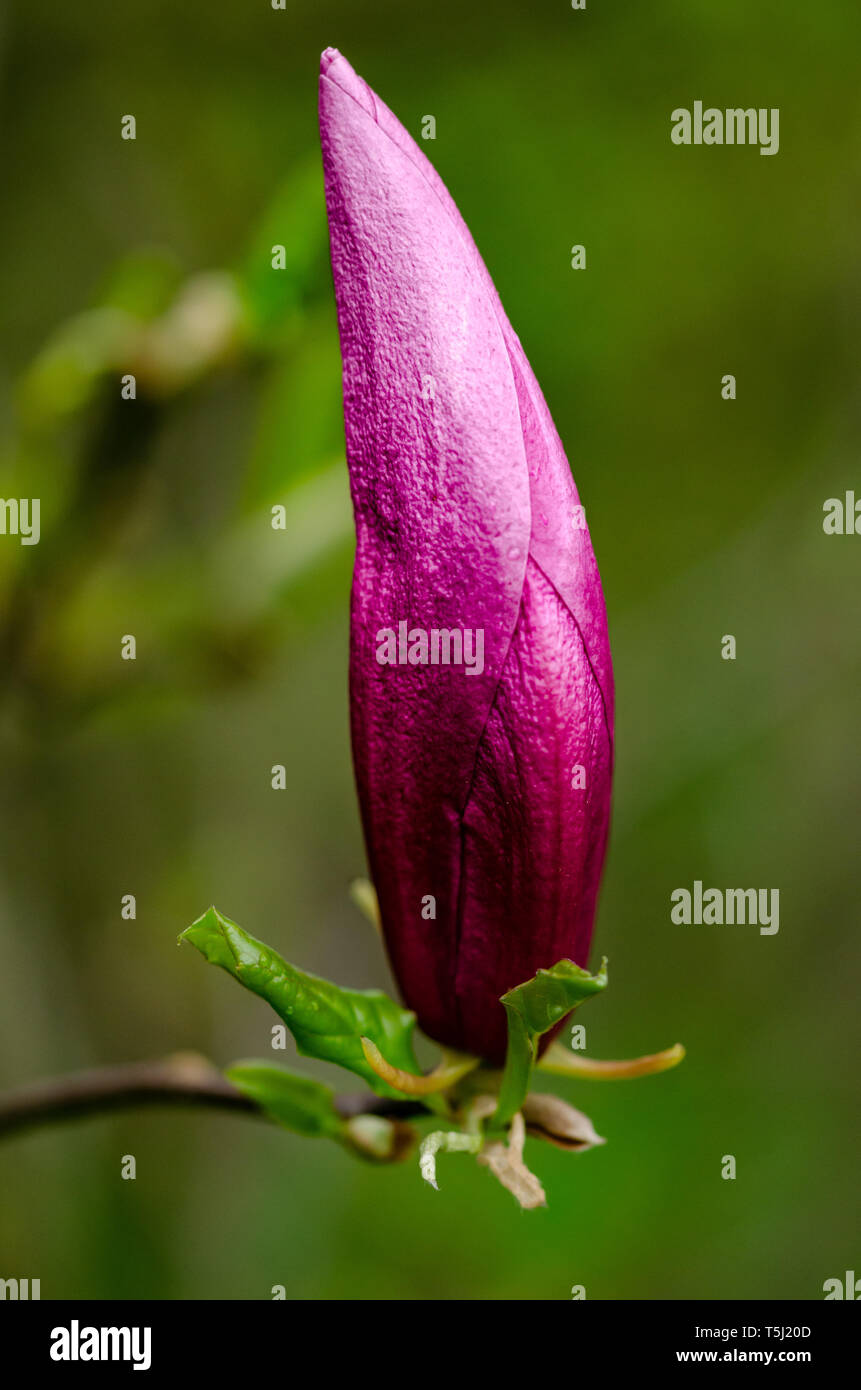 Magnolia bud hi-res stock photography and images - Alamy