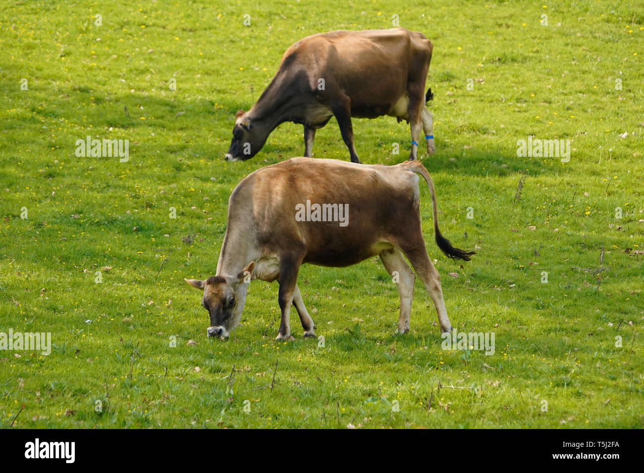 Jersey cows grazing at Dartington Stock Photo