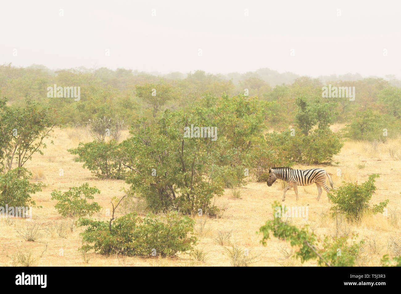 Plains Zebra - Equus quagga, large popular horse like animal from African savannas, Etosha National Park, Namibia Stock Photo