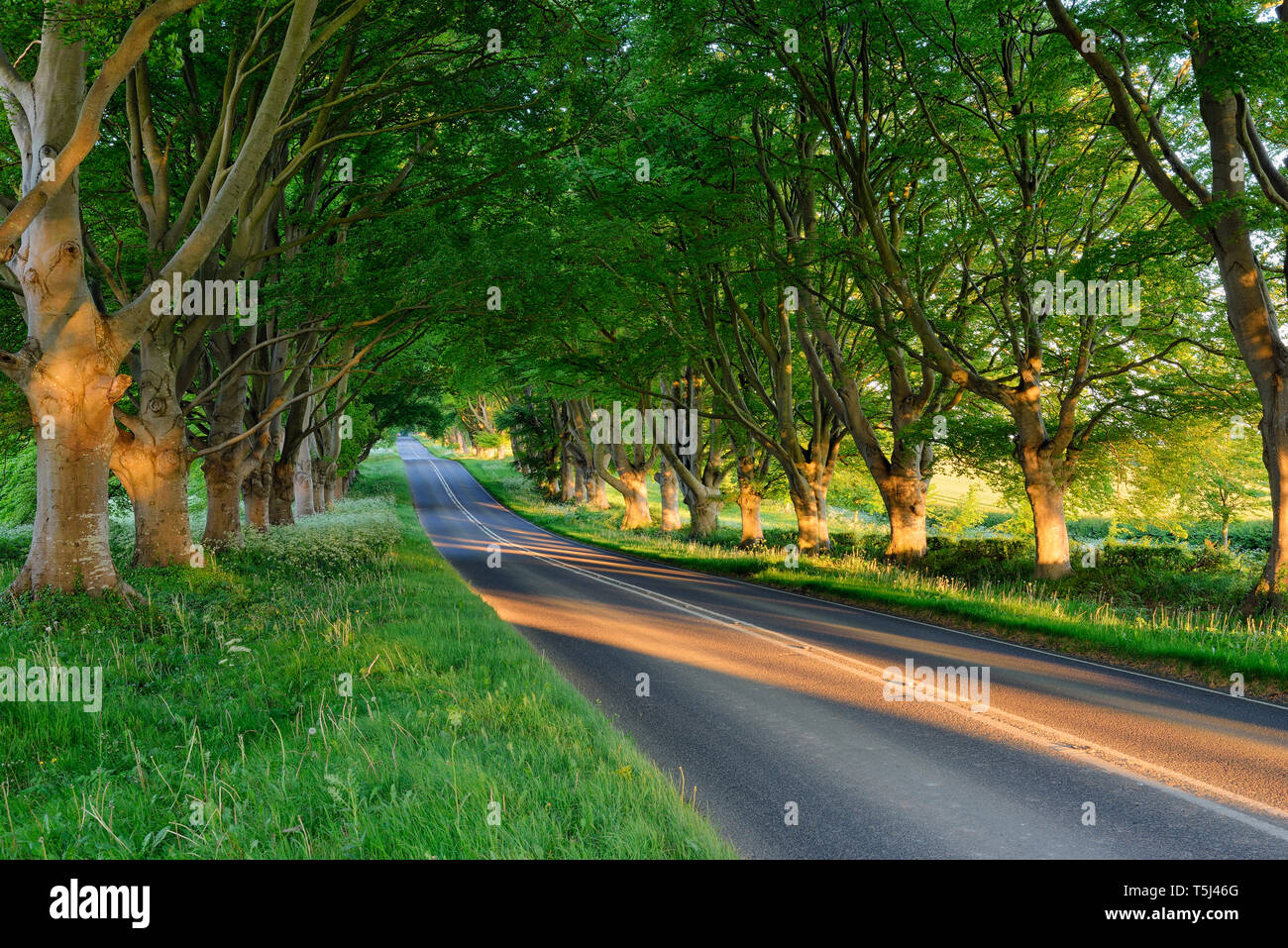 Tree lined road near Wimborne, Dorset, England, UK Stock Photo