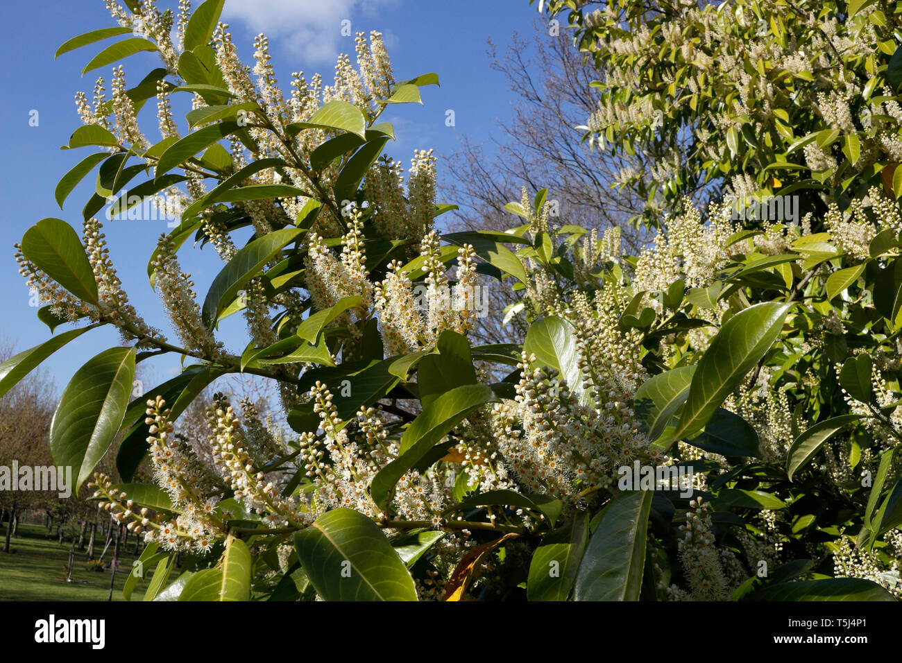 Flowers of the Evergreen Portugese Laurel tree - Prunus Lusitanica Portugal laurel Stock Photo