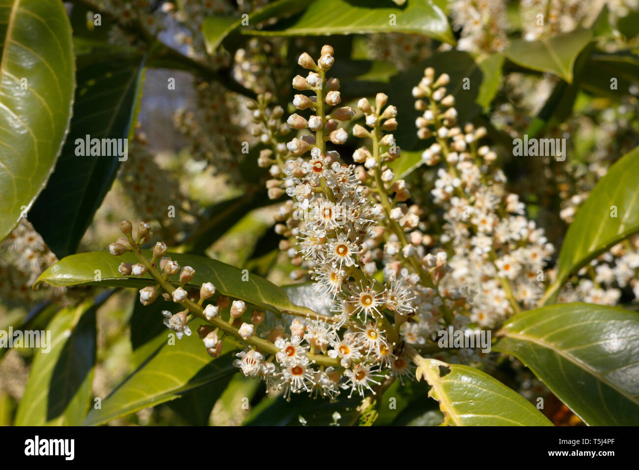 Flowers of the Evergreen Portugese Laurel tree - Prunus Lusitanica Portugal laurel Stock Photo