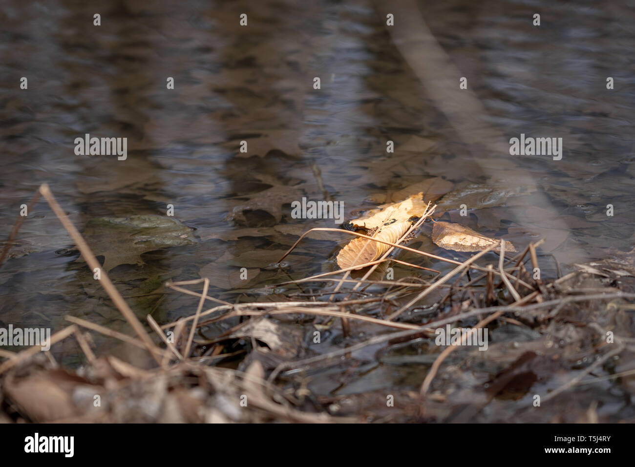 Dry leaves floating in water hi-res stock photography and images - Alamy