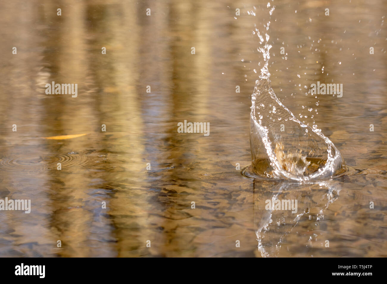 Water sprays upward as a rock splashes into the pond Stock Photo - Alamy