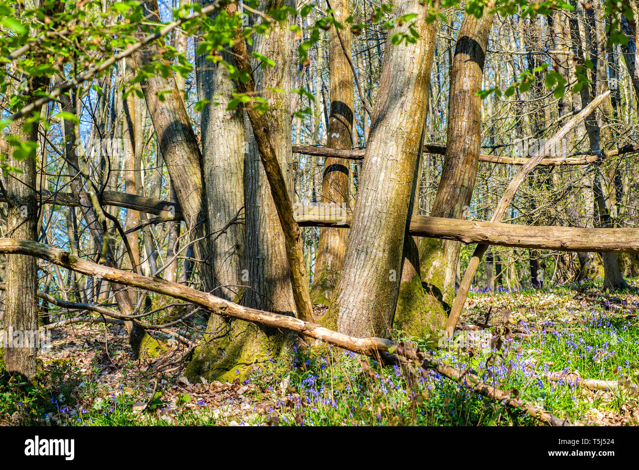 Beautiful woodland view of coppiced tree stand with fallen trees across ...