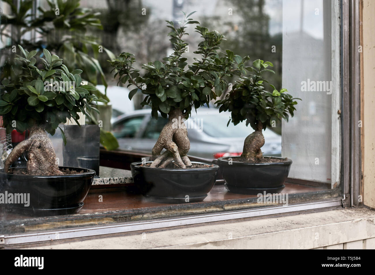Ficus Ginseng Bonsai trees displaying on a window ledge in Montreal, Quebec Stock Photo