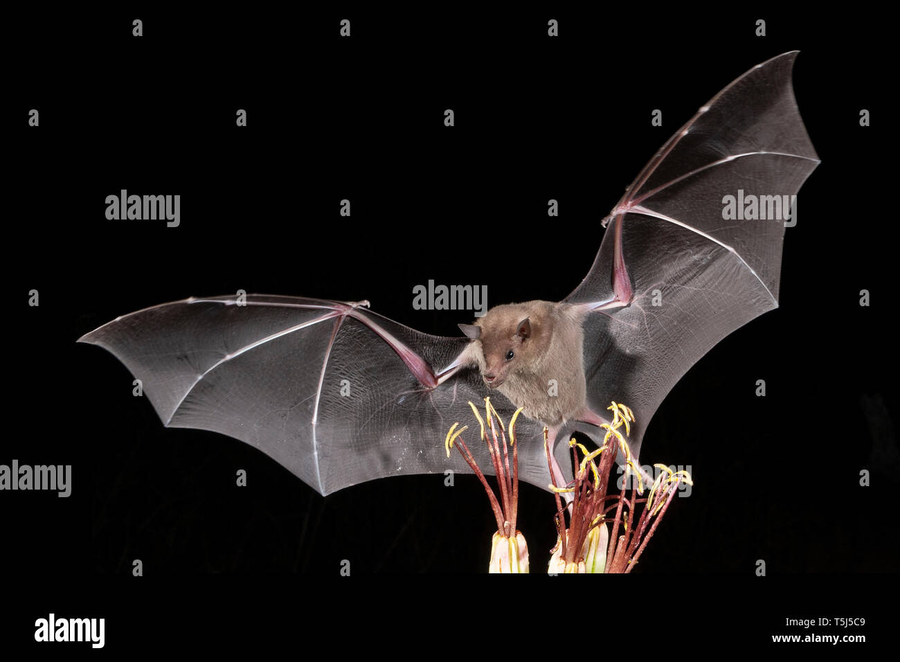 Lesser, short-nosed bat, Cynopterus brachyotis, Arizona, nectar-feeder; Feeding on Agave nectar/pollen Stock Photo