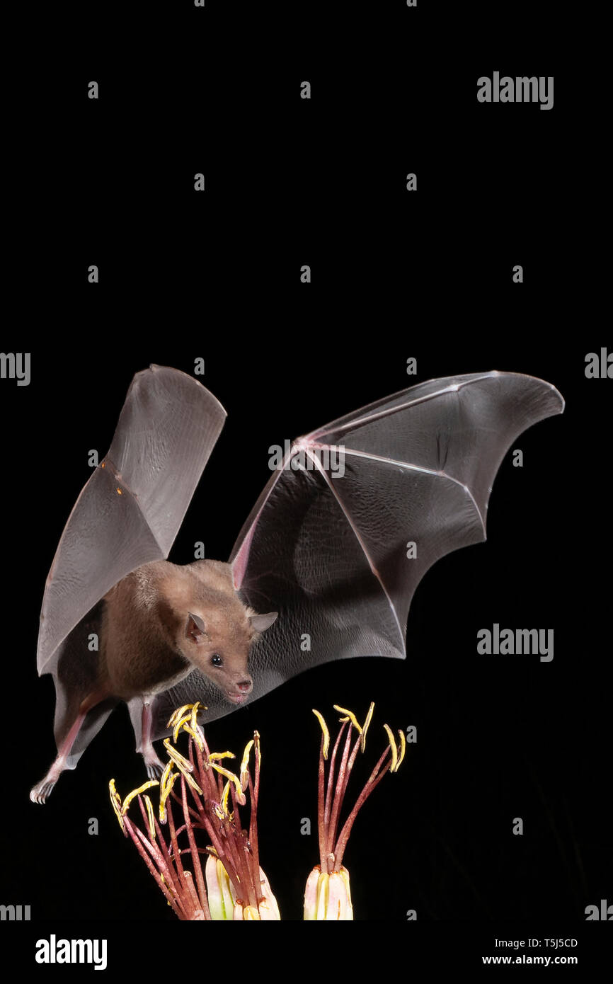 Lesser, short-nosed bat, Cynopterus brachyotis, Arizona, nectar-feeder; Feeding on Agave nectar/pollen Stock Photo