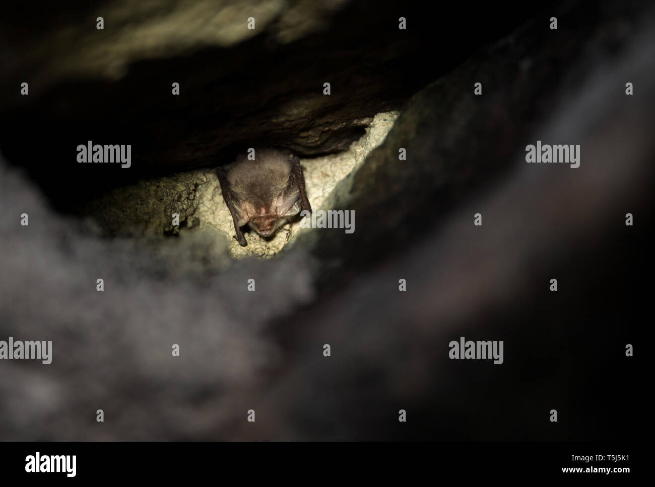 Brown longeared bat hibernating in a cave Stock Photo Alamy