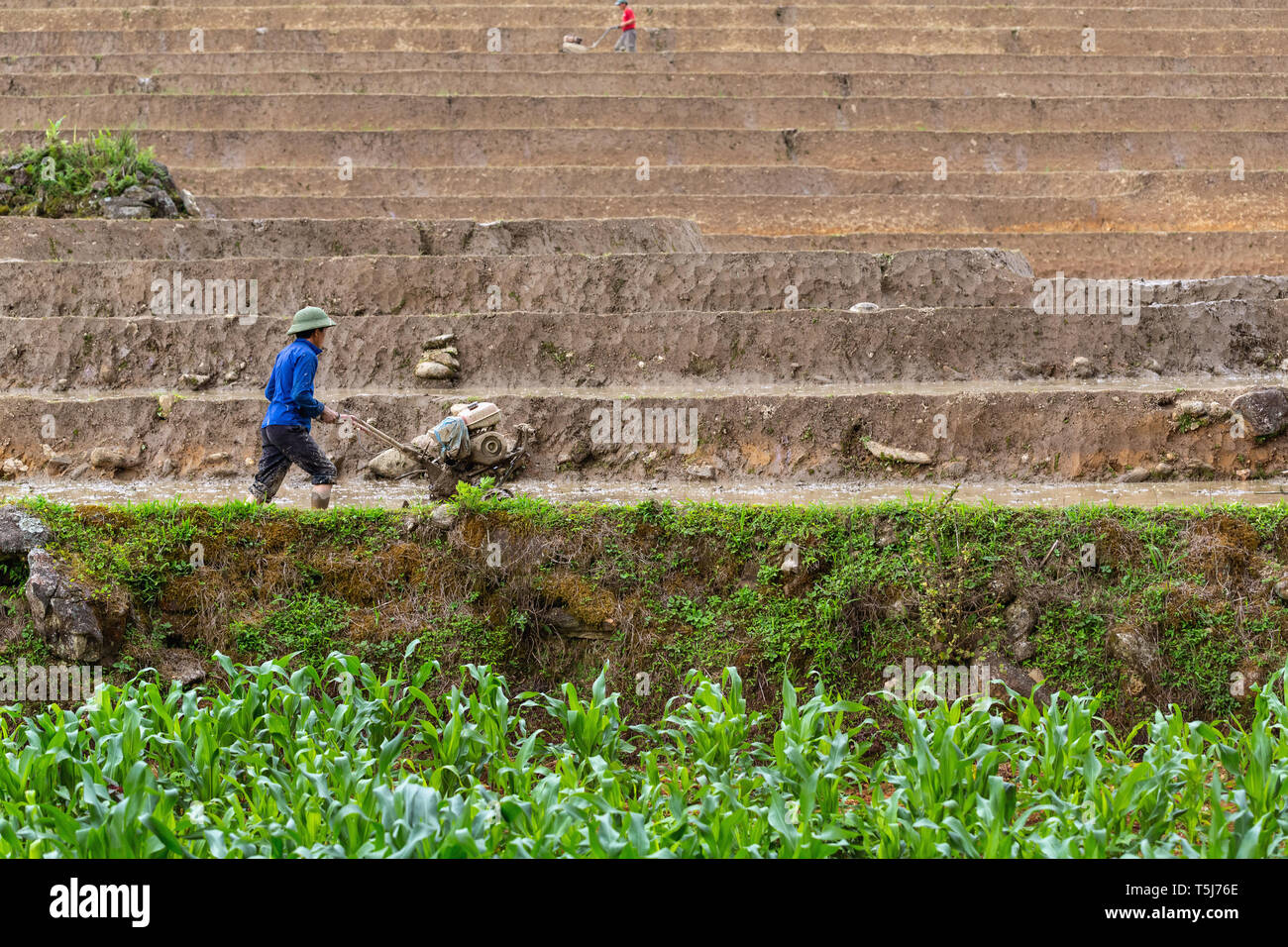 Farmer using a rototiller machine on rice patty field in SaPa, Vietnam, Asia Stock Photo