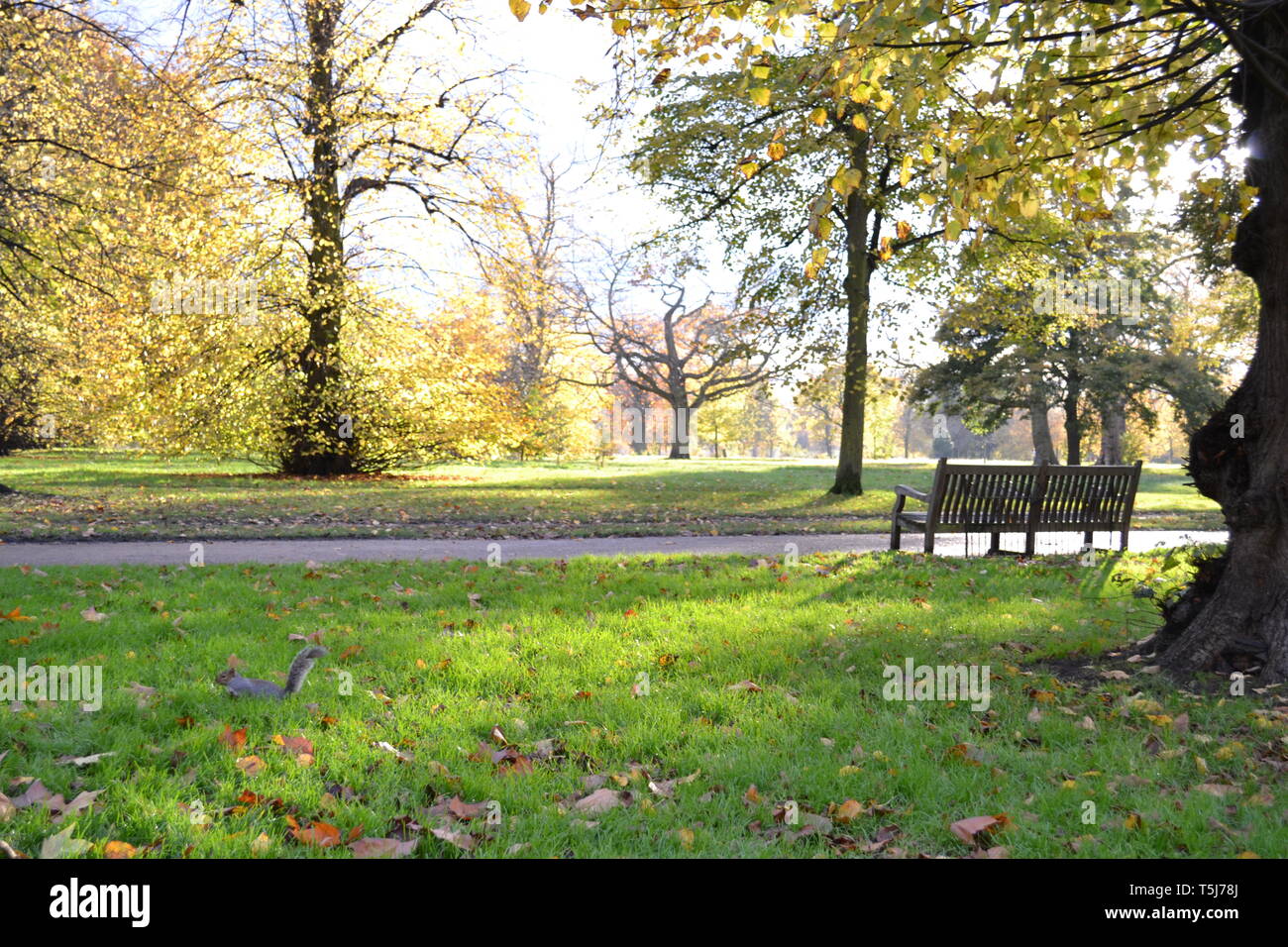 Beautiful autumnal landscape in London royal park with squirrel running in a grass, wooden bench, old trees and backlit illumination in a sunny day. Stock Photo