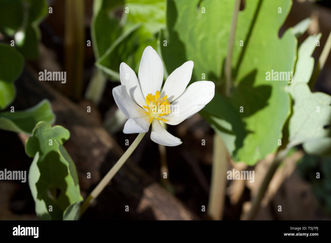 Macro view of a single white bloodroot wildflower blooming in its native woodland environment Stock Photo