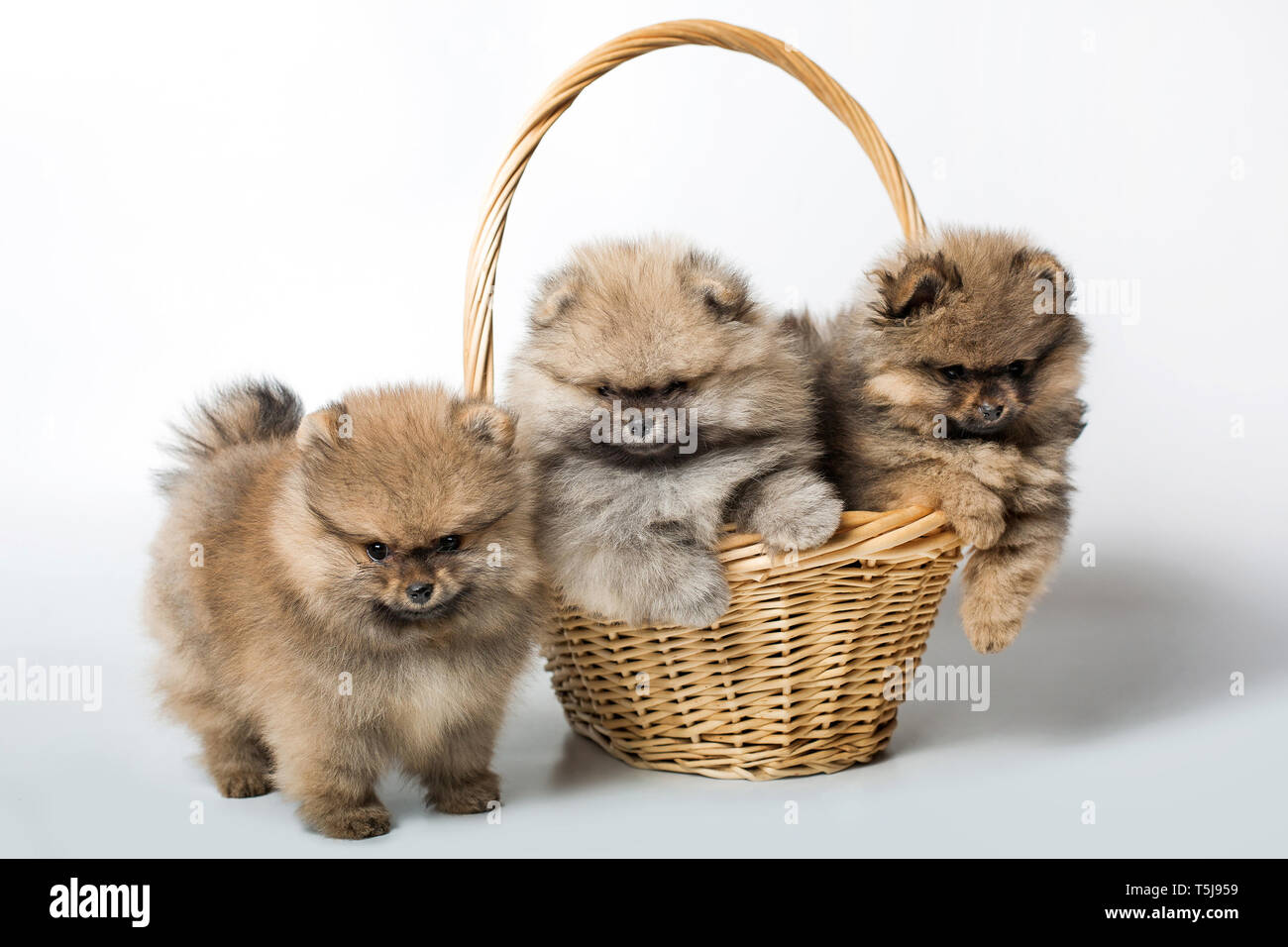 Three puppies. Puppies in the basket. Pomeranian puppies Stock Photo - Alamy