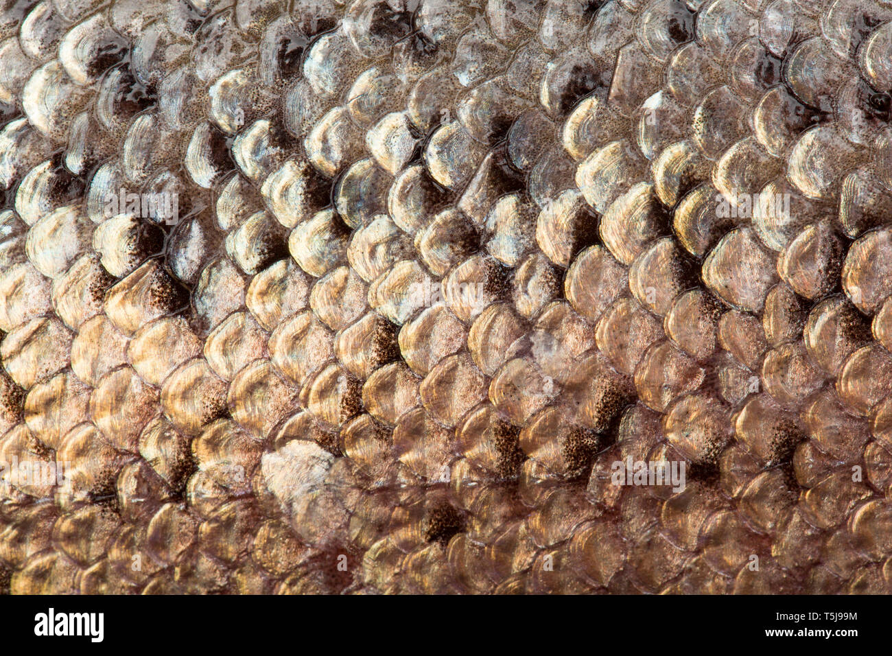 Trout scales hires stock photography and images Alamy
