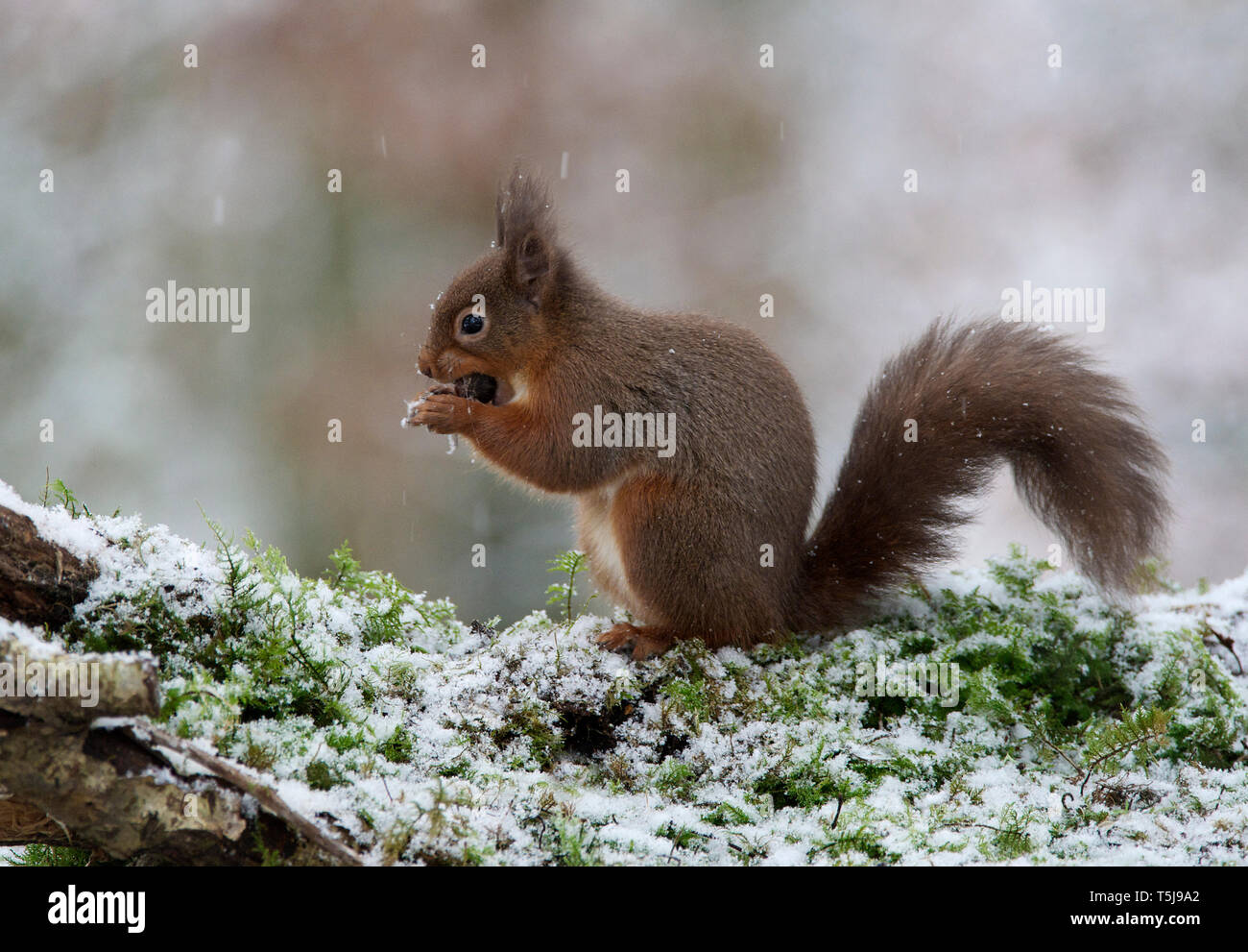 Scottish red squirrel feeing on frosty log, Dumfries Scotland Stock Photo