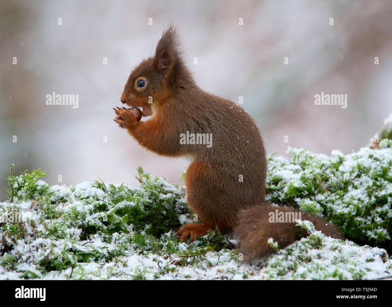 Scottish red squirrel feeing on frosty log, Dumfries Scotland Stock Photo