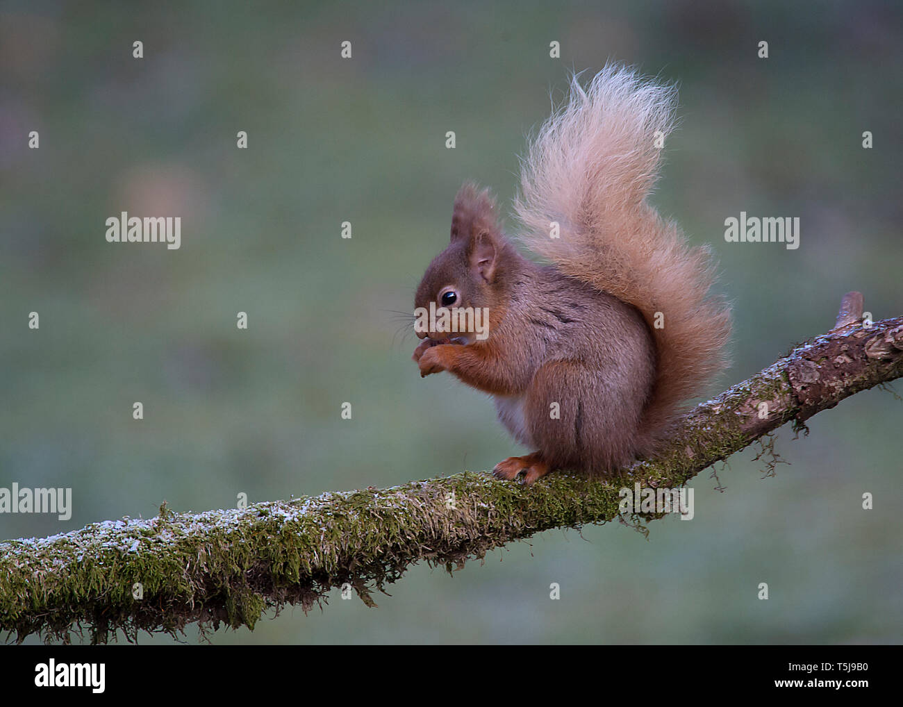 Scottish red squirrel feeing on log, Dumfries Scotland Stock Photo