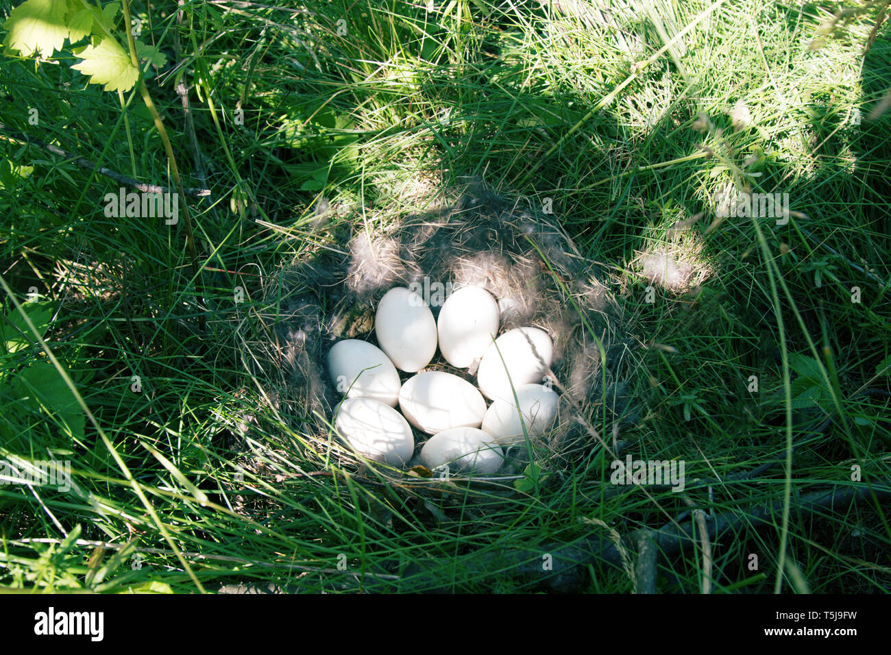 Bird's nest guide. The Widgeon (Anas penelope) duck's nest with eight eggs in the meadow. The initial stage of incubation. Lake Ladoga in North-Wester Stock Photo