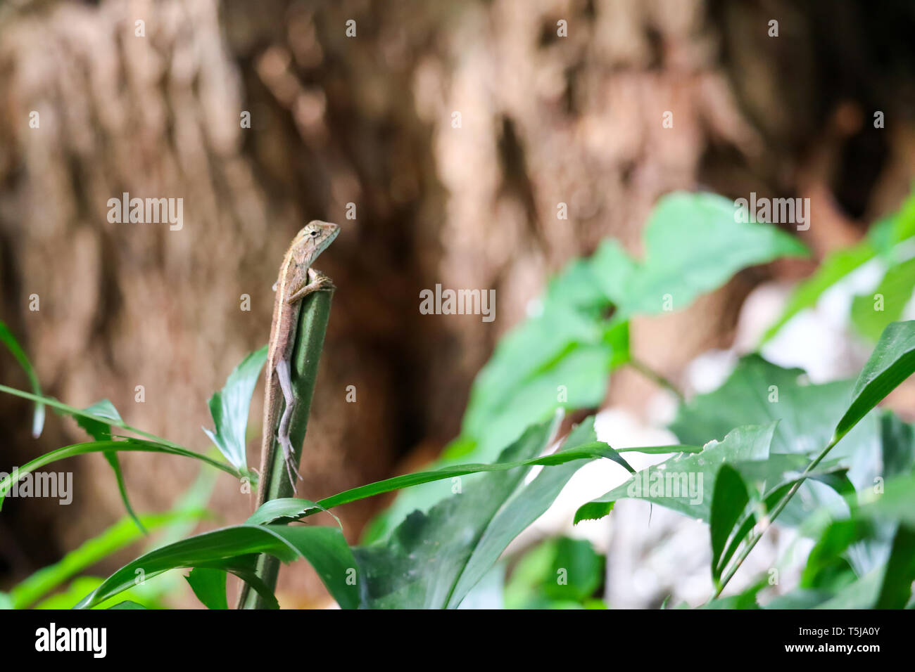 Lizards climb the top of the tree to look for food from a high place