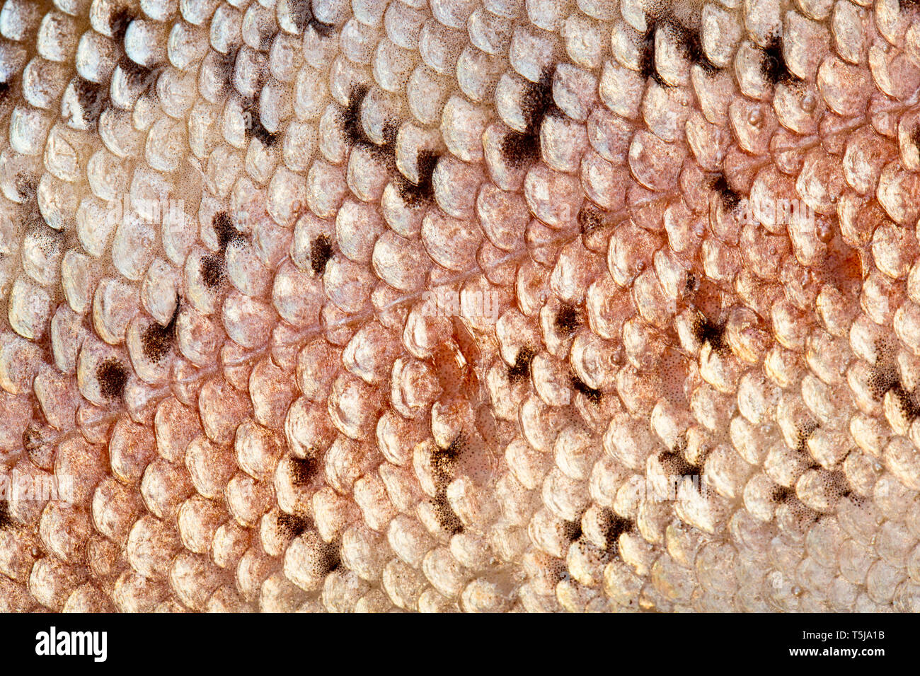Trout scales hires stock photography and images Alamy