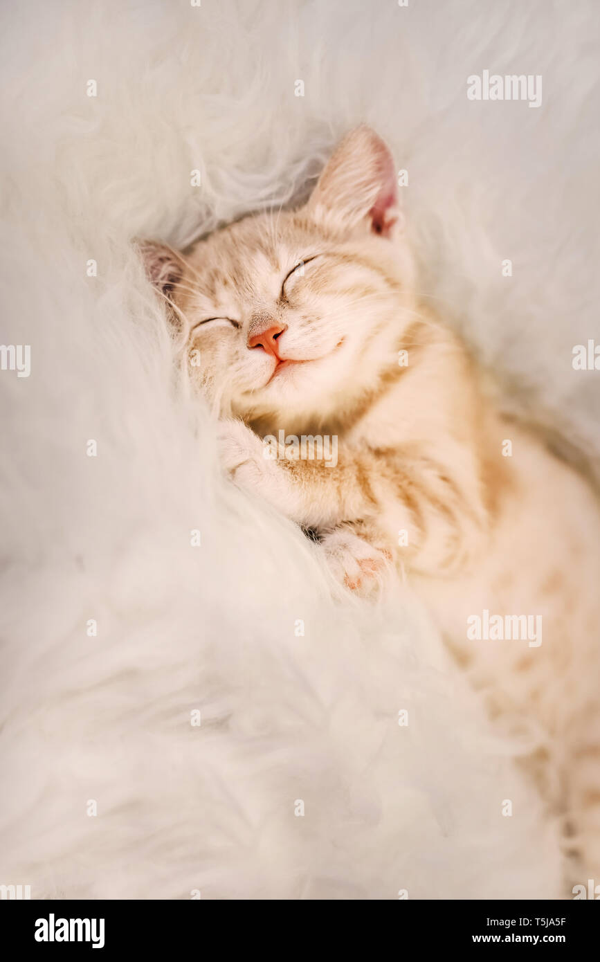 Cute, Ginger kitten is sleeping and smiling on a fur blanket. Concept