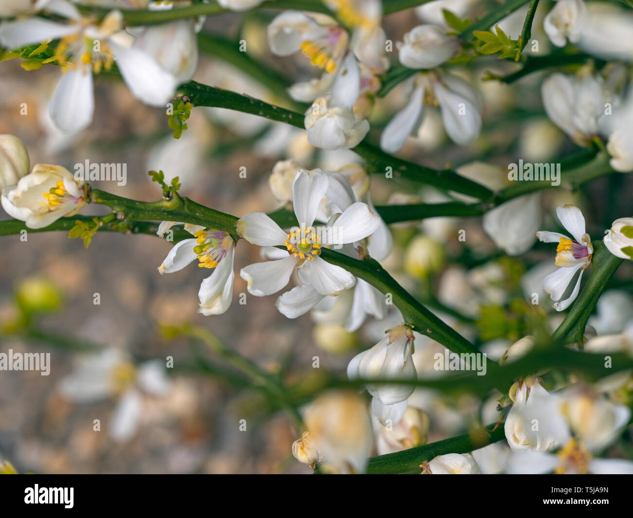 Japanese bitter orange Citrus trifoliata Stock Photo