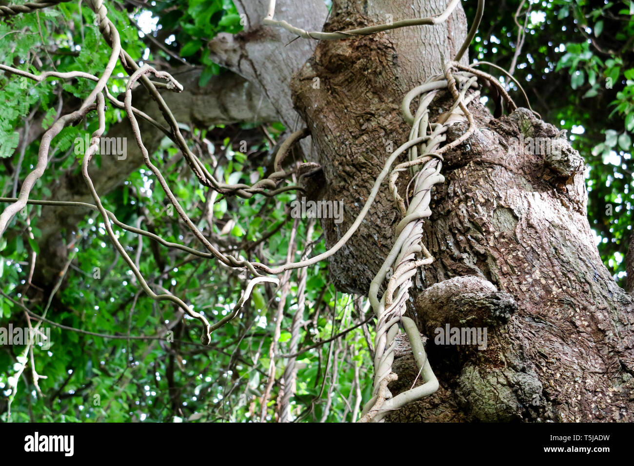 Parasite vines use trees to live and fight for sunlight for food Stock Photo