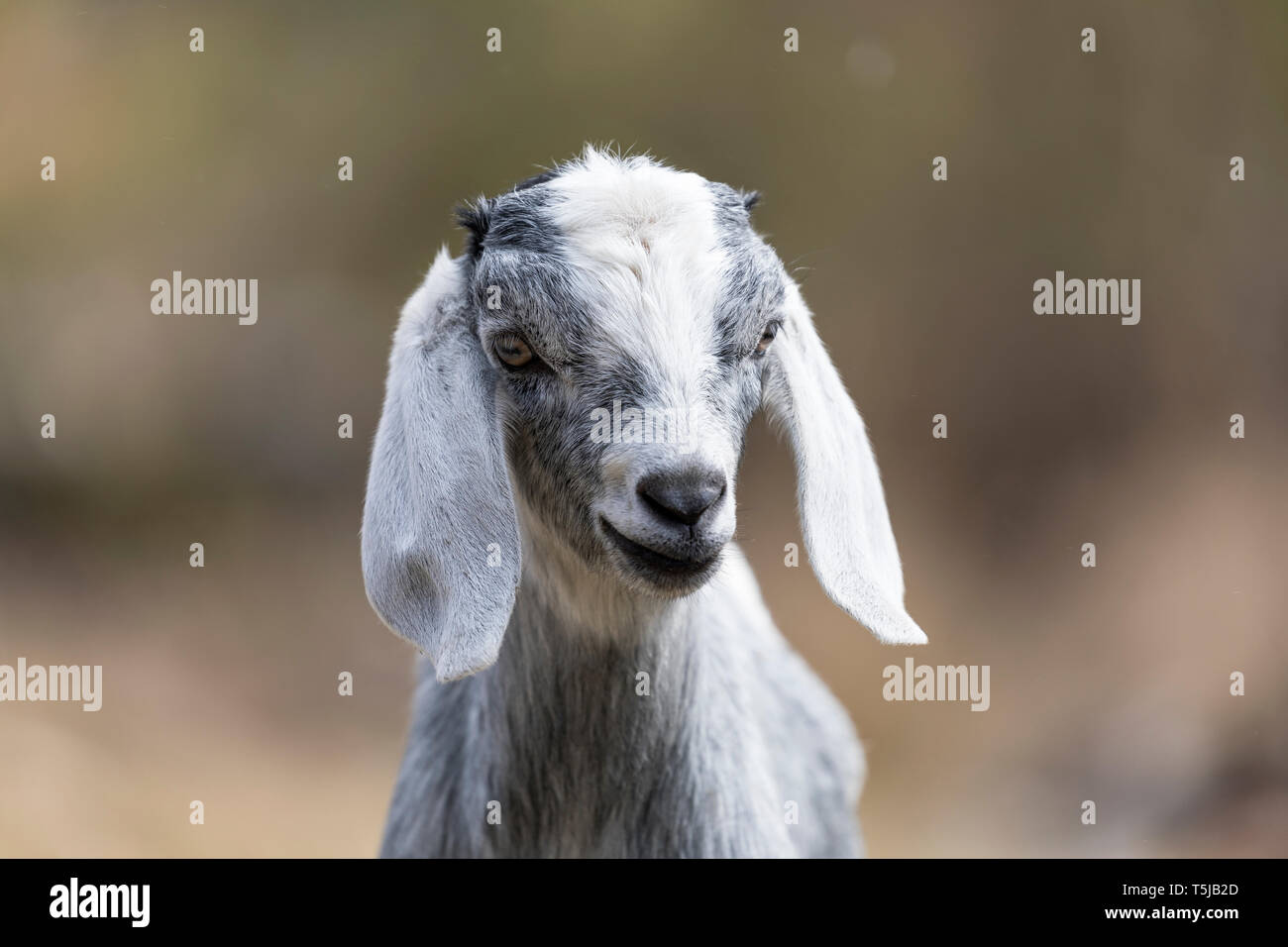 cute Baby goat posing camera Stock Photo