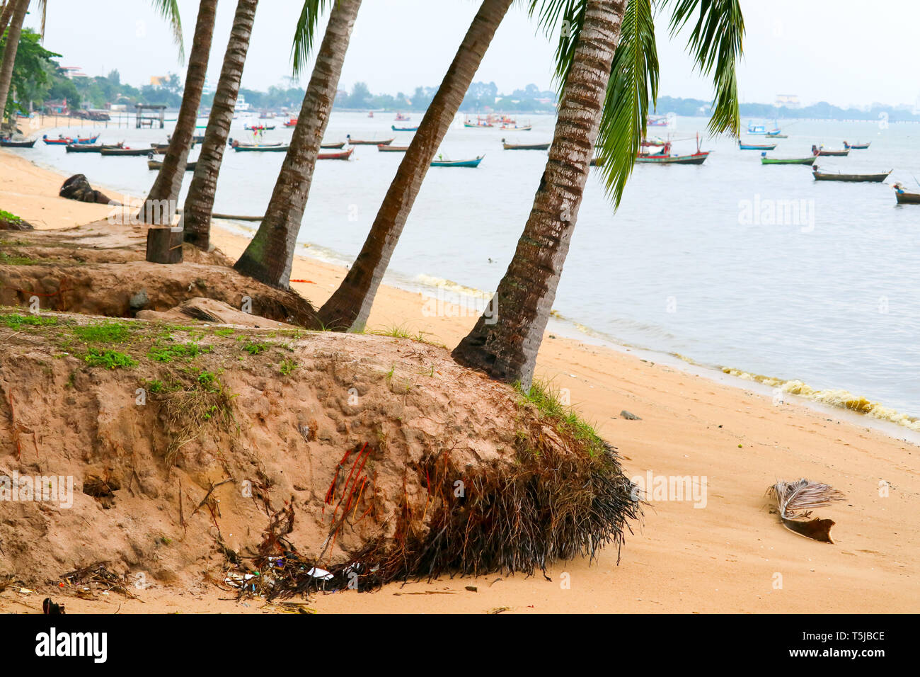 storm surge coastal waves coconut tree, concept Hazards and damage to